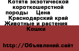 Котята экзотической короткошерстной породы  › Цена ­ 9 000 - Краснодарский край Животные и растения » Кошки   
